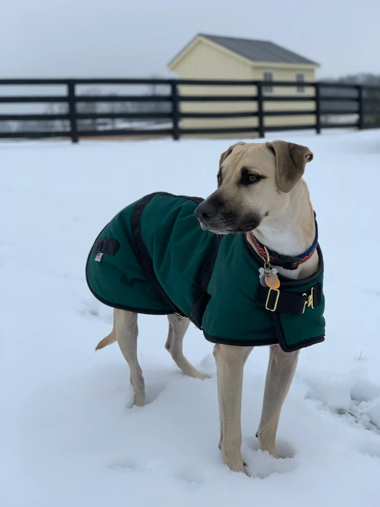 Large tan short-haired dog wearing a forest green waterproof foggy mountain dog coats winter coat standing in deep snow with a black fence and yellow shed in the background.