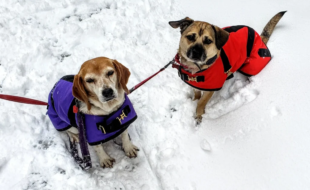 A beagle and a mixed-breed dog wearing waterproof Foggy Mountain dog coats while sitting on a snowy path during winter.