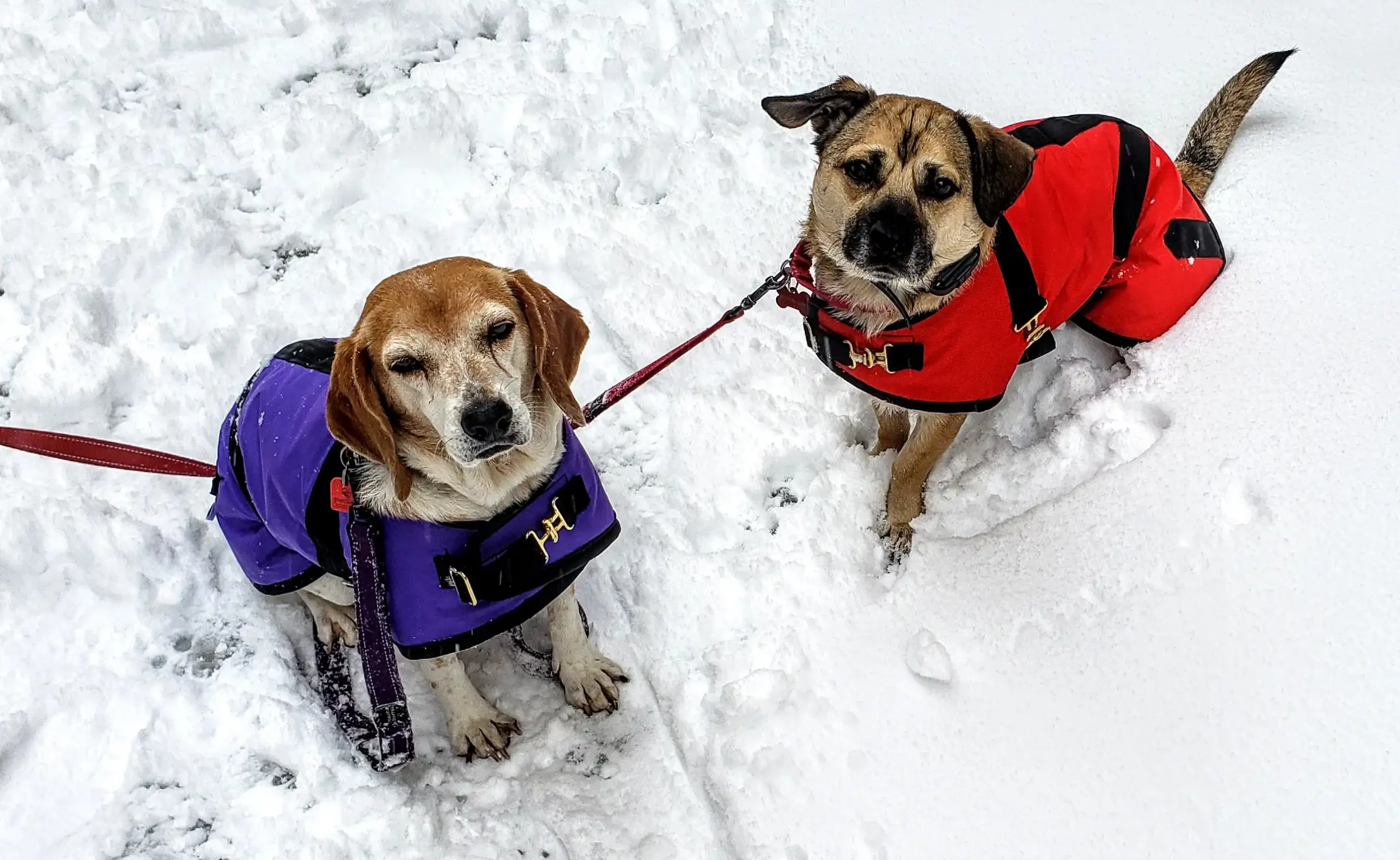 A beagle and a mixed-breed dog wearing waterproof Foggy Mountain dog coats while sitting on a snowy path during winter.