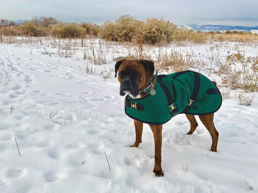 Brindle Boxer dog standing in a snowy field wearing a forest green Foggy Mountain dog coat with black straps and gold buckles.