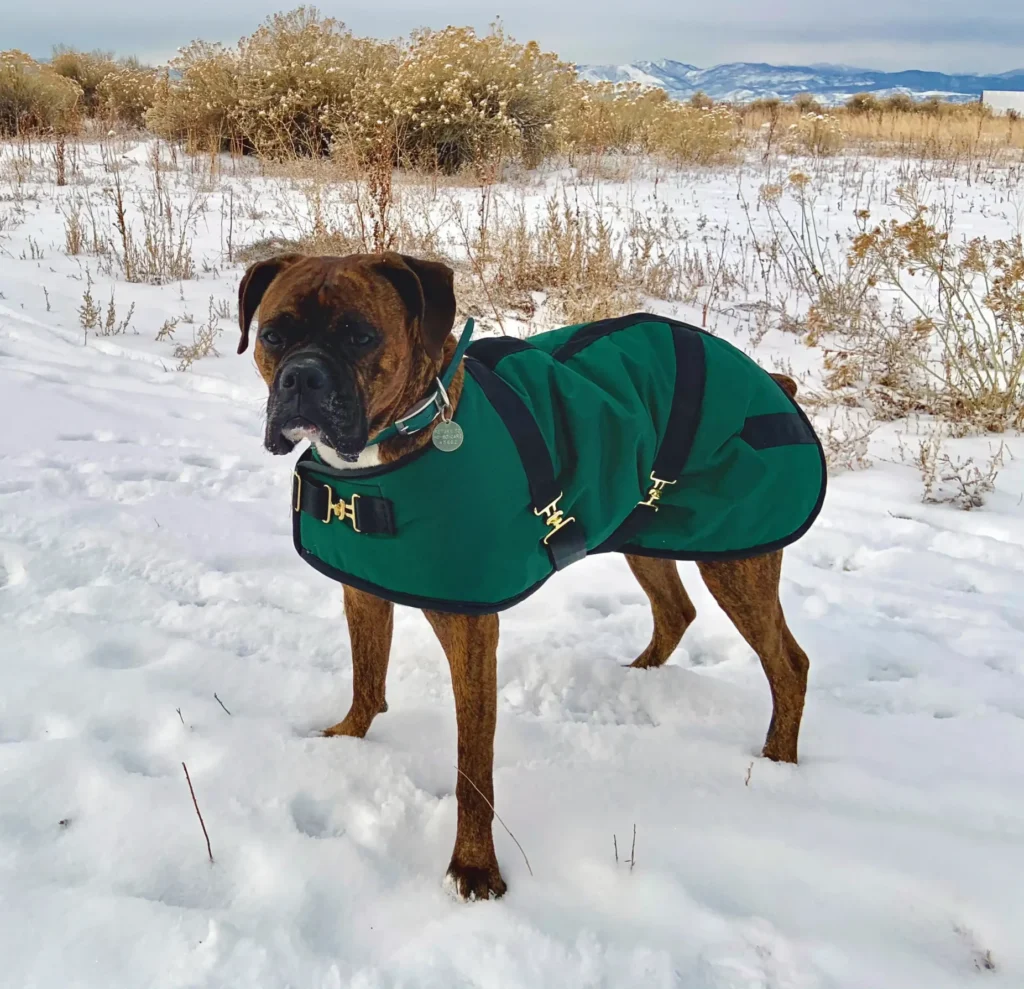 2022greenboxer Brindle Boxer dog standing in a snowy field wearing a forest green Foggy Mountain dog coat with black straps and gold buckles.