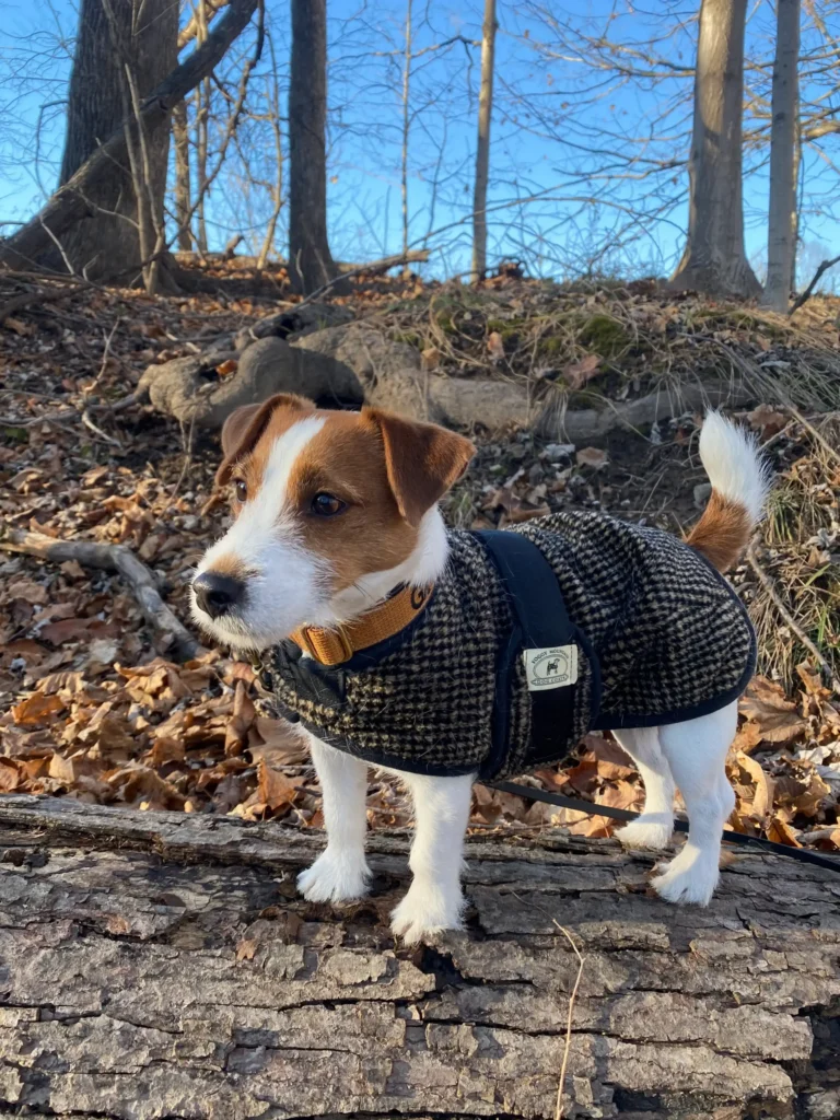 2022grittylarge Small Jack Russell Terrier puppy standing on a fallen log wearing a black and tan checkered Foggy Mountain dog coat in a forest setting.