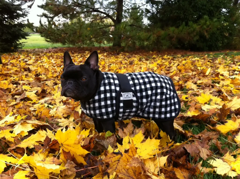 Small black Frenchie wearing a Foggy Mountain dog coat in a checkered fleece pattern surrounded by fall leaves.