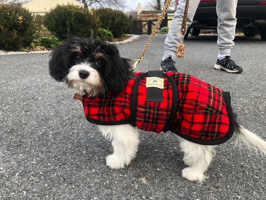 Small black and white Havanese puppy standing on a driveway wearing a red and black plaid Foggy Mountain dog coat with a matching leopard print leash.