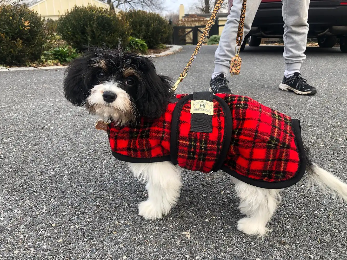 Small black and white Havanese puppy standing on a driveway wearing a red and black plaid Foggy Mountain dog coat with a matching leopard print leash.