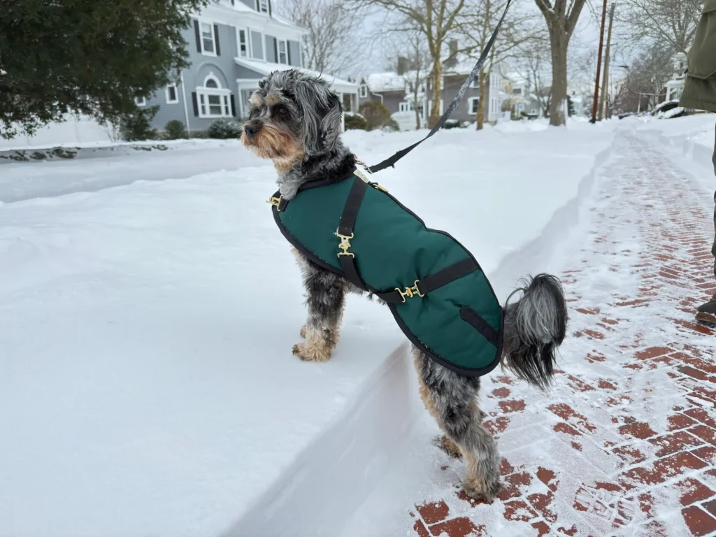 2026dox terrier Small scruffy terrier mix standing on a snowy sidewalk wearing a forest green Foggy Mountain dog coat with gold brass hardware and black straps.