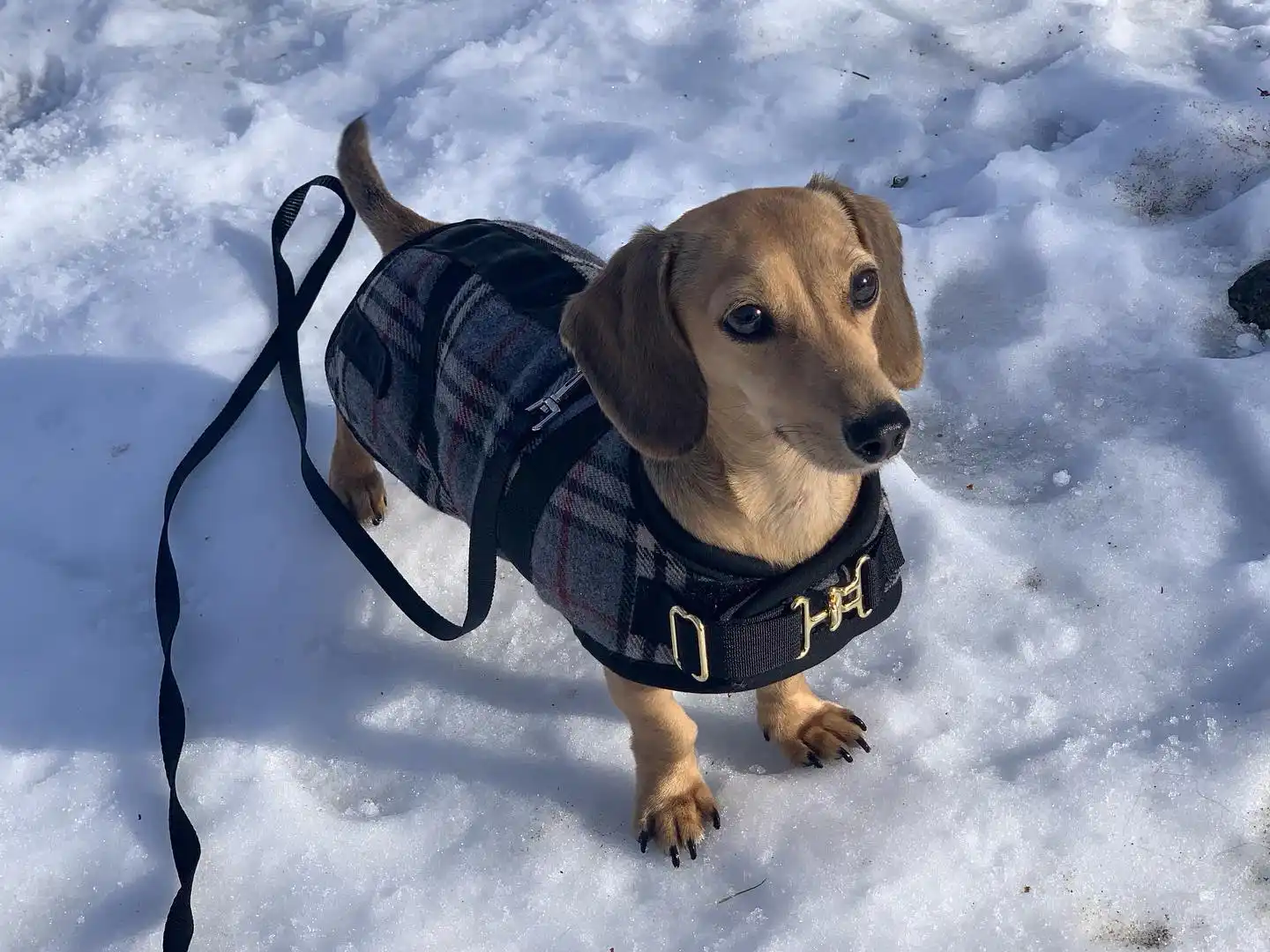 Tan Dachshund puppy standing in the snow wearing a grey plaid Foggy Mountain dog coat with a black harness and gold hardware.