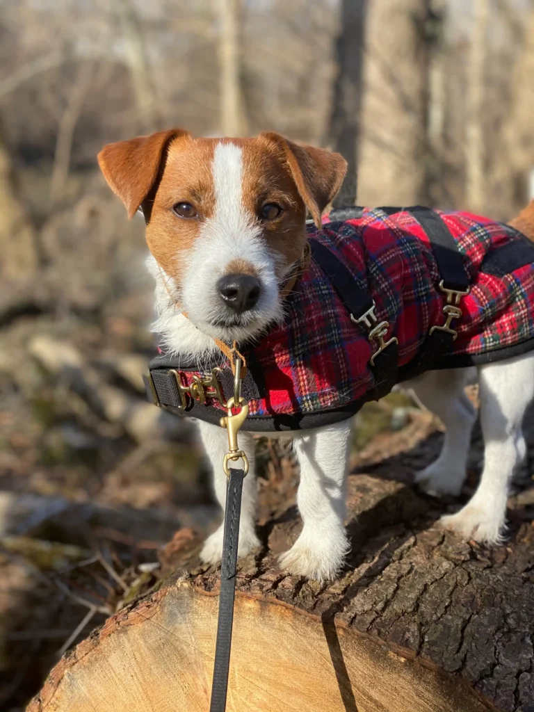 Jack Russell Terrier puppy standing on a log in the sun wearing a red plaid Foggy Mountain dog coat with gold brass hardware and black straps. Outdoors in the woods.