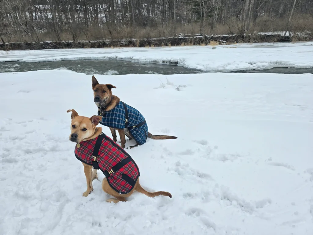 2026pit4 Two mixed-breed pit bull dogs sitting in the snow by a frozen river wearing red and blue plaid Foggy Mountain dog coats.