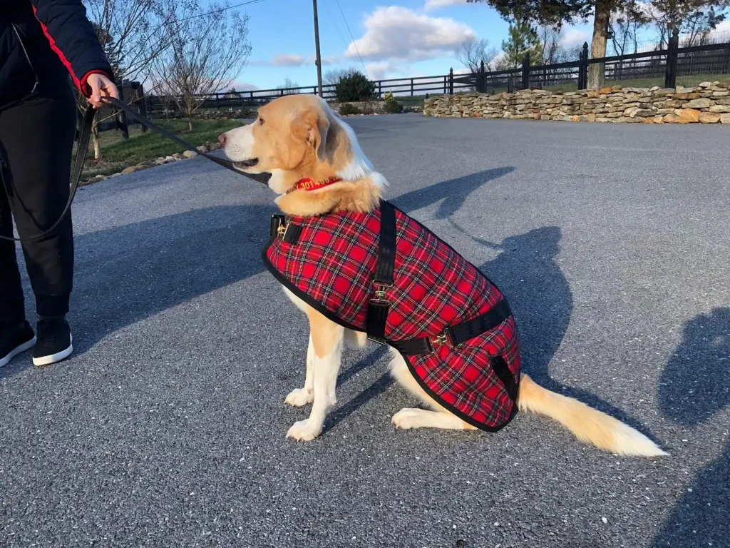 2026redplaid1 A large tan and white dog sitting on a paved driveway wearing a red plaid Foggy Mountain dog coat with black surcingle straps and gold hardware.