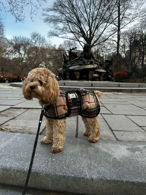 tan poodle puppy wearing a beige plaid dog coat from foggy mountain dog coats stands on a park path with the Alice in Wonderland statue in the background.