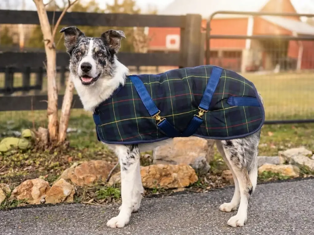 Foggy Mountain dog coat in a classic plaid pattern on an Australian Shepherd at a farm during sunset.