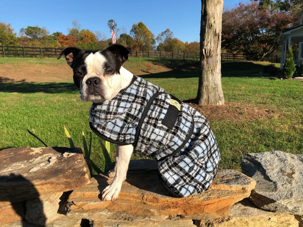 IMG_1290 Small Boston Terrier puppy wearing a Foggy Mountain dog coat in blue plaid sitting outdoors in a grassy field with autumn trees in the background.