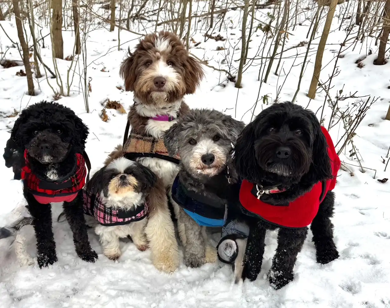 A group of poodles and mixed-breed dogs wearing colorful, fleece-lined Foggy Mountain dog coats during a winter walk in a snowy forest.
