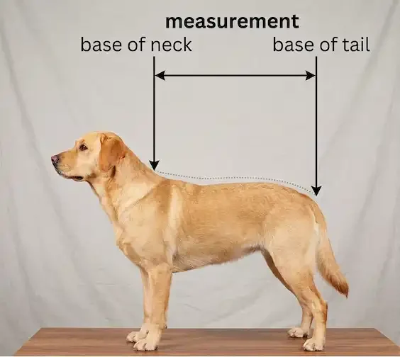 illustration showing how to measure your dog for a dog coat fitting