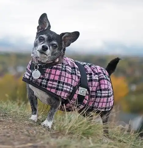 pink snug chi Small Chihuahua wearing a warm pink plaid Foggy Mountain dog coat while outdoors on a hill with a soft-focus background.