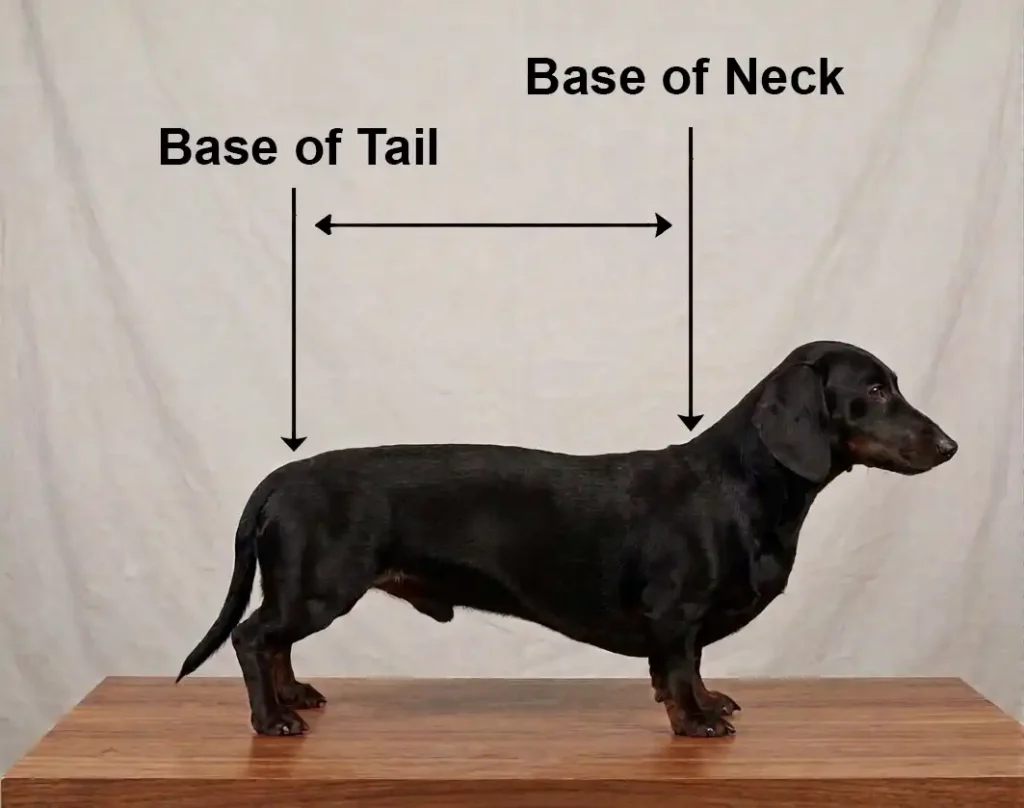 illustration showing how to measure a Dachshund dog for a dog coat