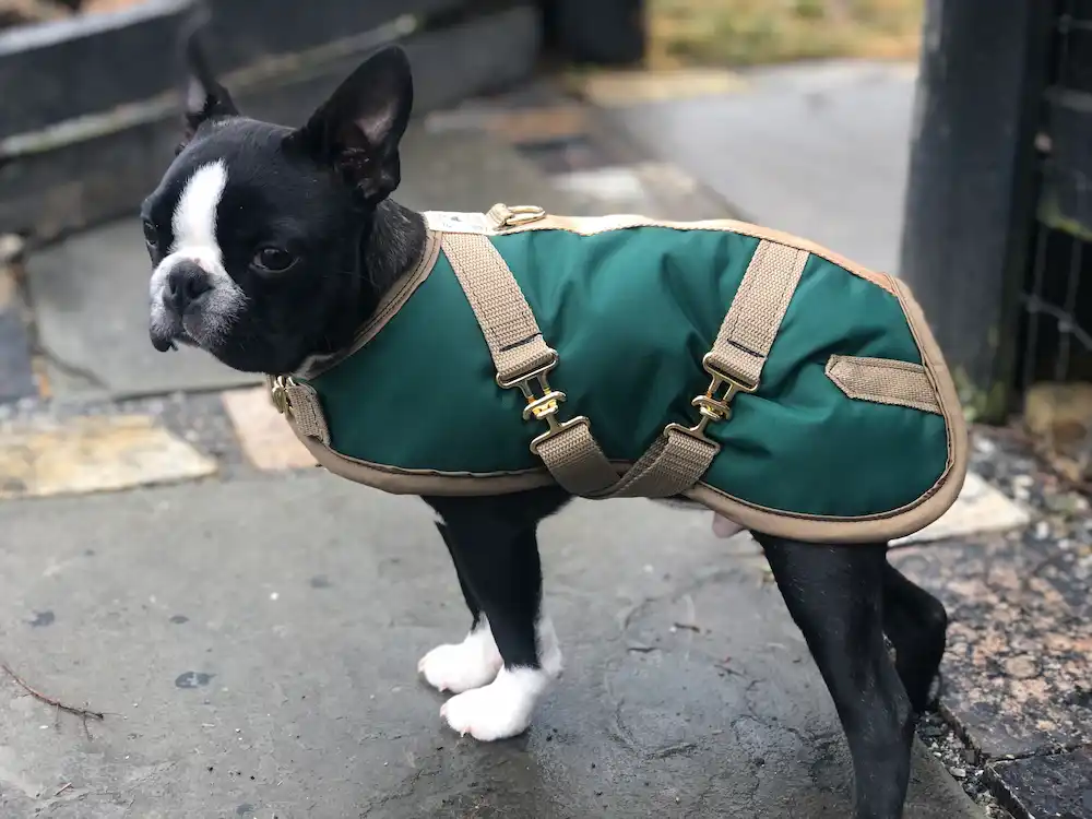 boston terrier 2 A small black and white Boston Terrier puppy standing on a stone walkway wearing a solid forest green dog coat with tan trim and brass harness hardware.