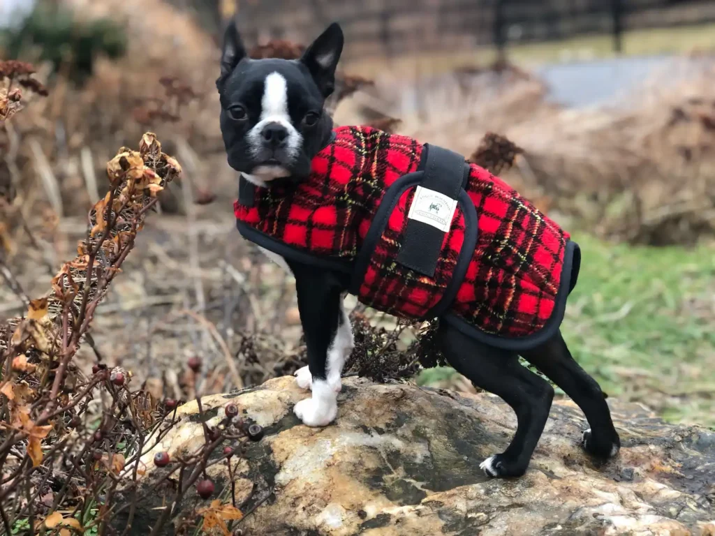 A small black and white Boston Terrier puppy standing on a large rock outdoors wearing a red and black plaid fleece dog coat with a black belly strap.
