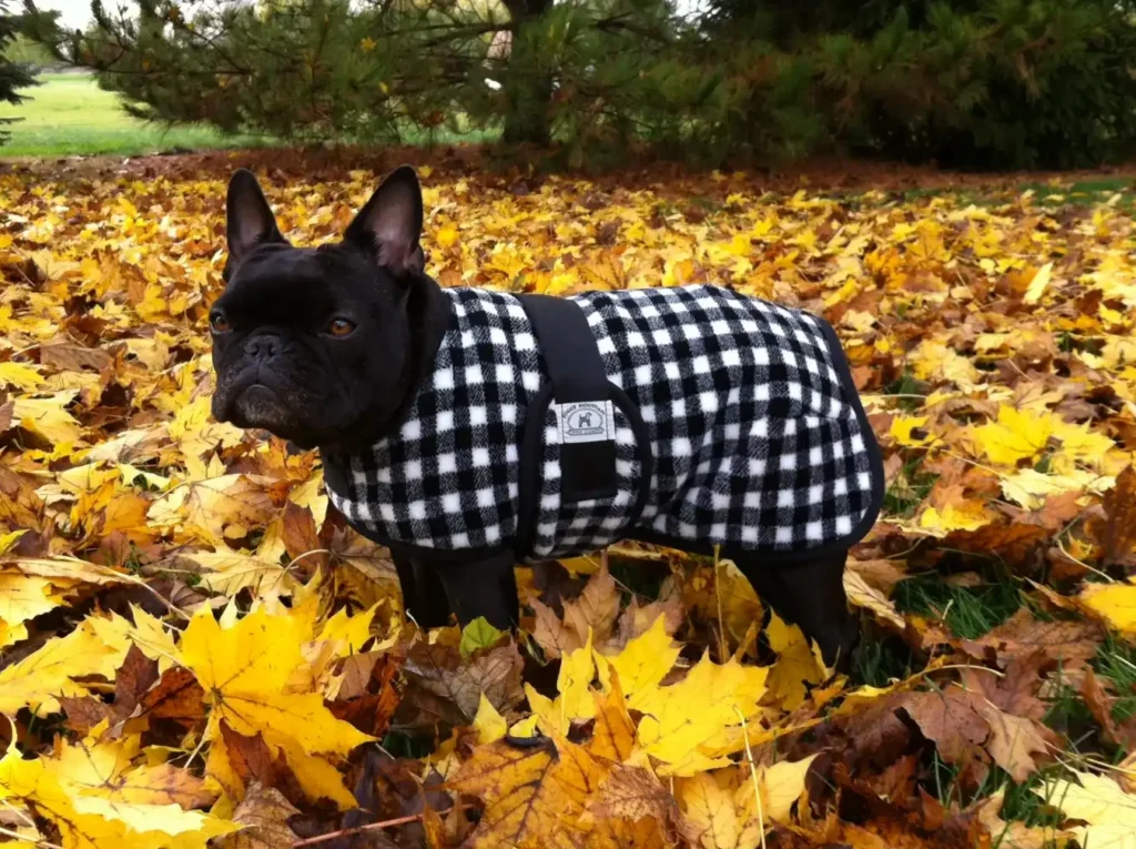 2026 checkered frenchie Small black Frenchie wearing a Foggy Mountain dog coat in a checkered fleece pattern surrounded by fall leaves.
