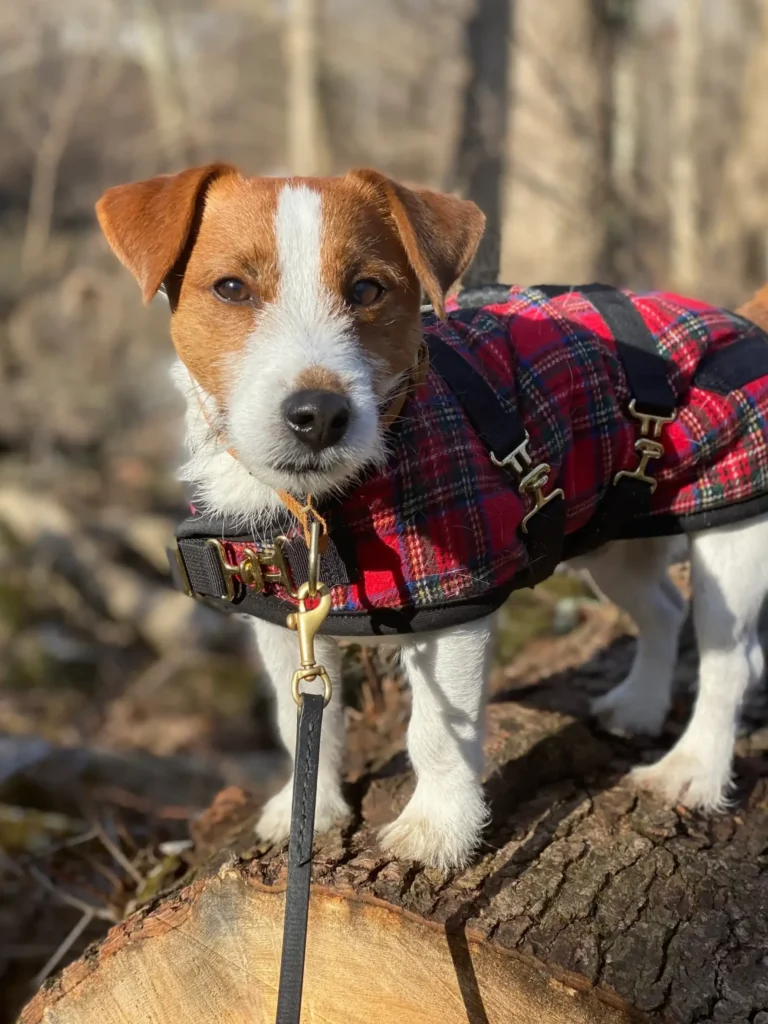 2026pitJack Russell Jack Russell Terrier puppy standing on a log in the sun wearing a red plaid Foggy Mountain dog coat with gold brass hardware and black straps. Outdoors in the woods.