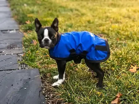 Gemini_Generated_Image_ctn7xrctn7xrctn7 small black pug dog with a blue dog raincoat standing on a grassy field