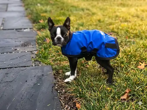 Black pug rain coat small black pug dog with a blue dog raincoat standing on a grassy field