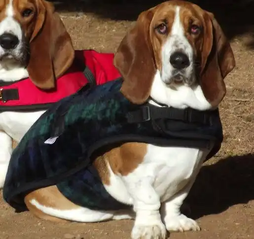 basset-hound1 basset hound in a green plaid dog coat