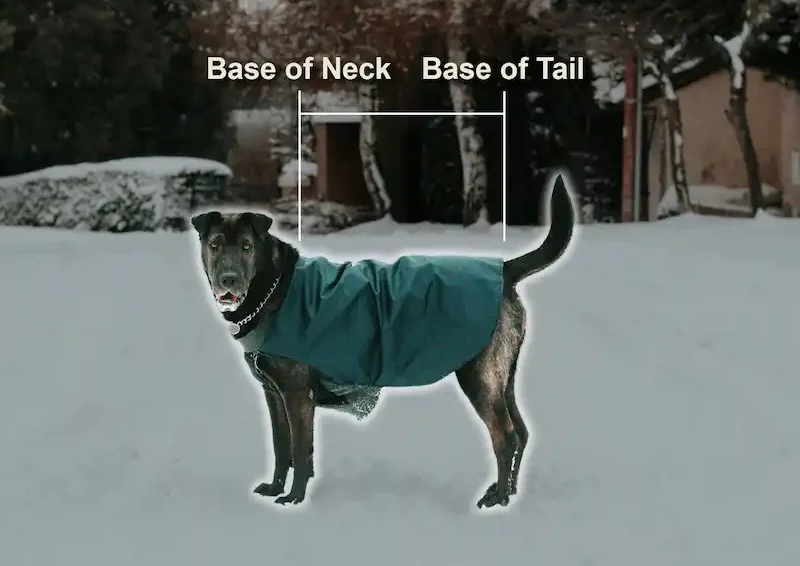 A dog in a green dog coat in the snow with text highlight how to properly measure your dog for a dog coat