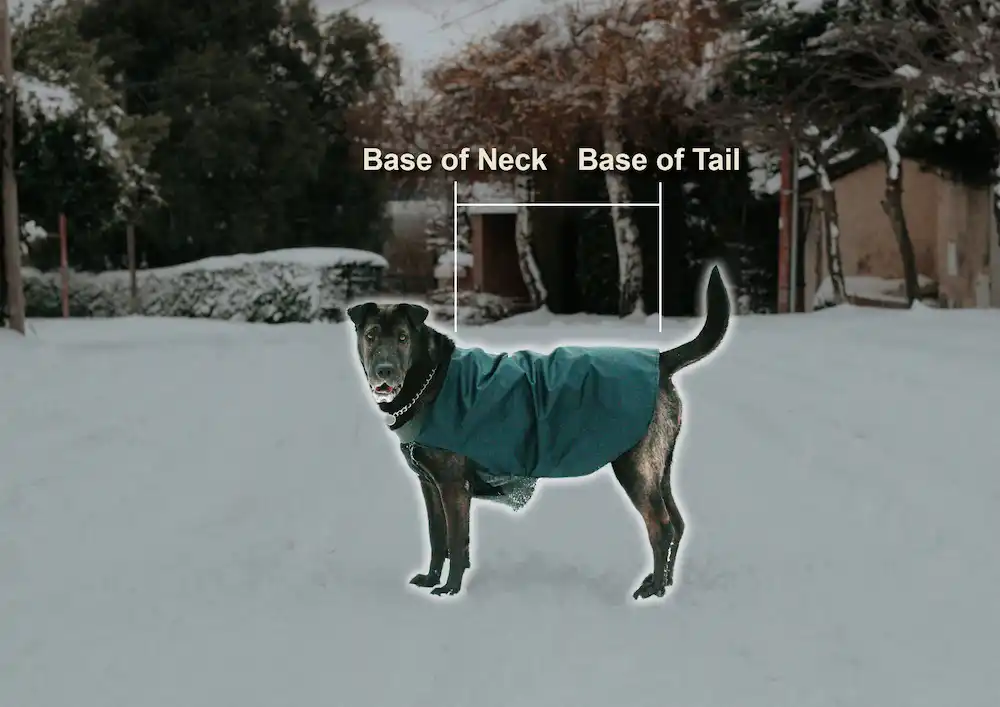 A dog in a green dog coat in the snow with text highlight how to properly measure your dog for a dog coat