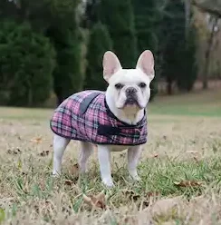 french-bulldog white french bulldog with a plaid pink fleece dog coat on