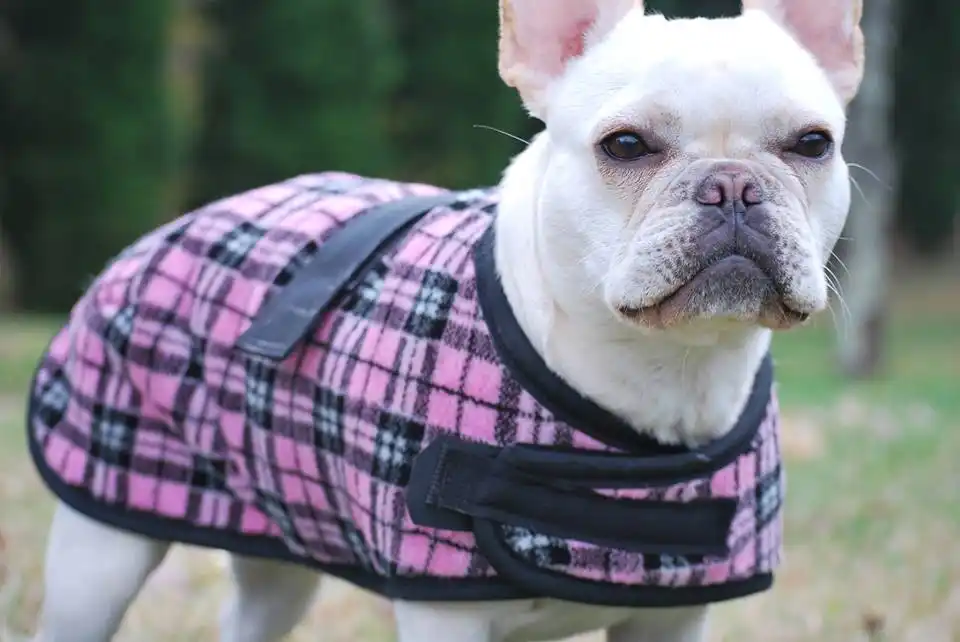 frenchie pink snug white french bulldog with a plaid pink fleece dog coat on