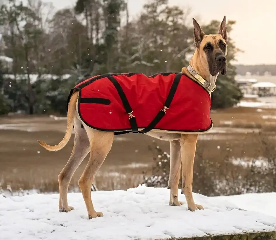 great-dane-red Red waterproof Foggy Mountain dog coat on a Great Dane standing outdoors in a snowy winter landscape by the water.