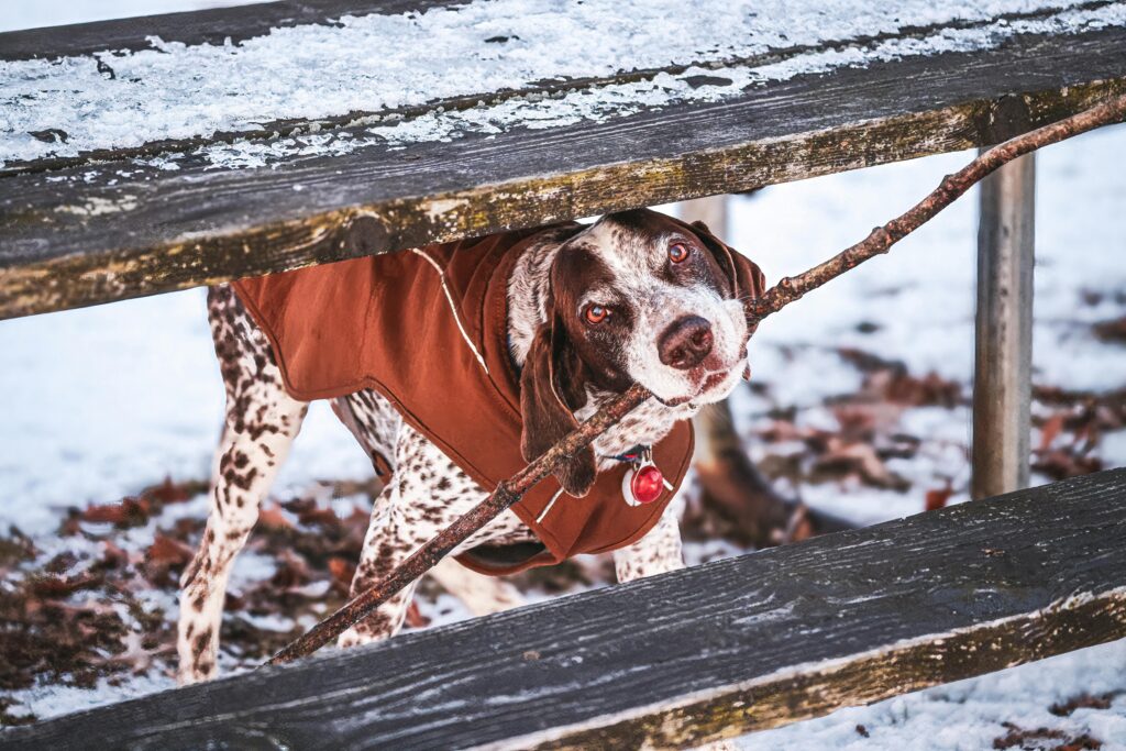 A cute dog with a stick wearing a coat in the snowy outdoors, showing playful behavior.