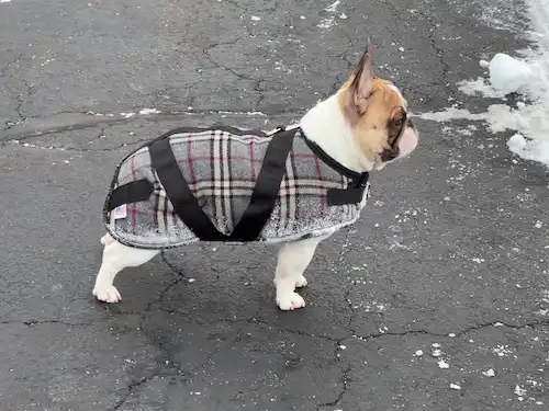 frenchie frenchie dog standing on pavement with a plaid custom dog coat on