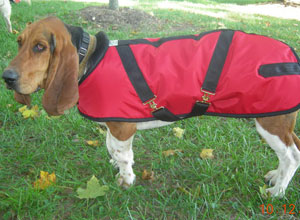 basset hound in a nylon red dog coat standing in green grass with autumn leaves scattered around