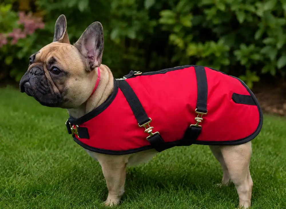 frenchie frenchie wearing a red dog coat