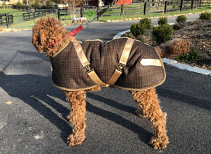 fluffy large poodle dog wearing a gold plaid dog coat