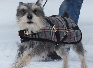small dog running in snow wearing a grey plaid dog coat