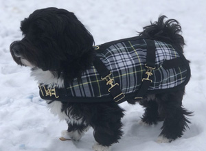 small dog wearing a black plaid custom dog coat in snow