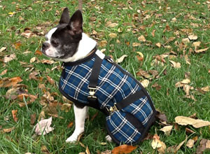 black and white pug wearing a blue plaid dog coat