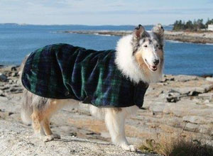 large dog standing by the ocean wearing a green plaid fleece dog coat