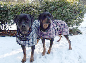 two pitbulls in the snow wearing plaid warm fleece dog coats
