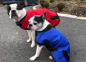 two black and white pugs, one with a red rain coat and one wearing a blue rain coat standing and sitting on pavement.