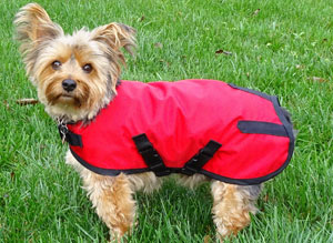 yorkshire terrier wearing a red dog rain coat and standing in green grass