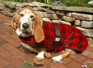 basset hound in a red plaid dog coat standing on red bricks with stones stacked behind